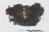 藏品(歐耳葉蘚)的圖片